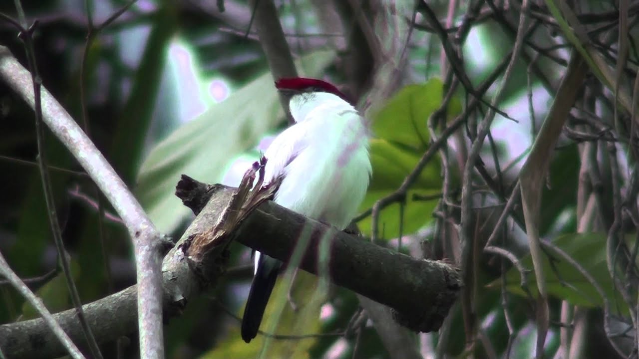 Araripe Manakin singing