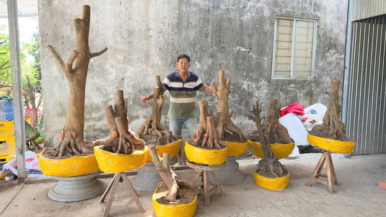 PHÔI MAI VÀNG 11/O3/2O26 (#O337573339 MƯỜI) phoi mai tu quy, phôi sung -  @bonsai Can Tho