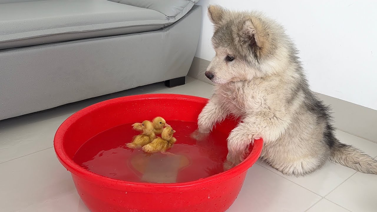 A sled dog puppy is trying to take over the ducklings' swimming pool and learn to swim from them!