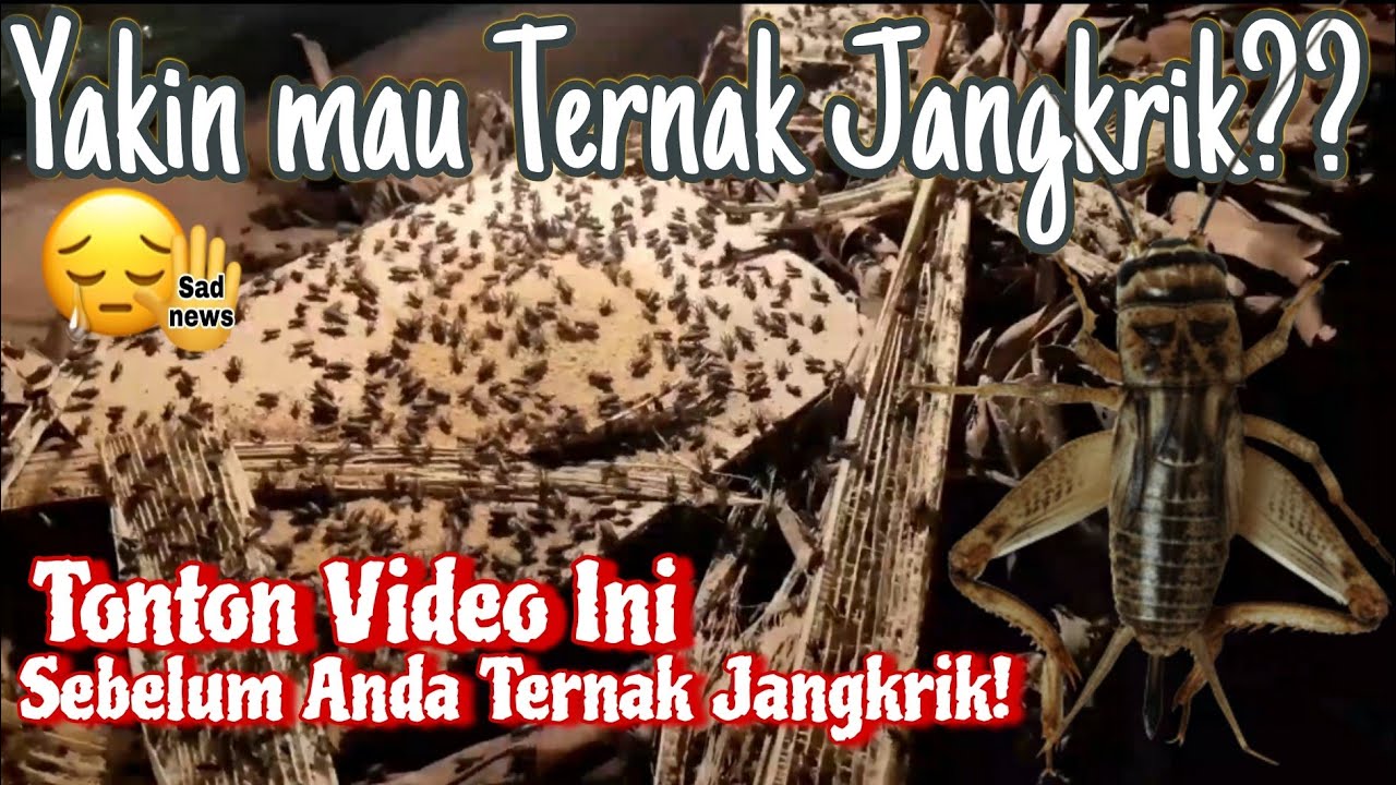 Belajar Budidaya Jangkrik Bagi Pemula. Ternak Jangkrik Pemula Bagaimana?? Dan apa saja kendalanya?