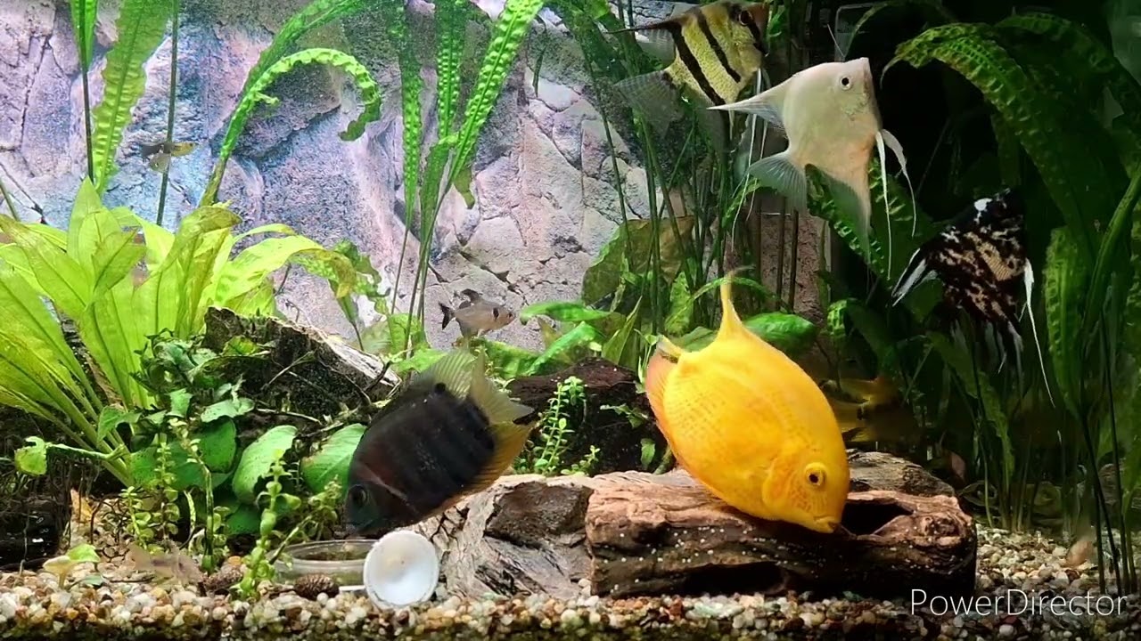 Pielęgnica Miodowa składa ikre - (Archocentrus multispinosus) - Rainbow cichlid spawn