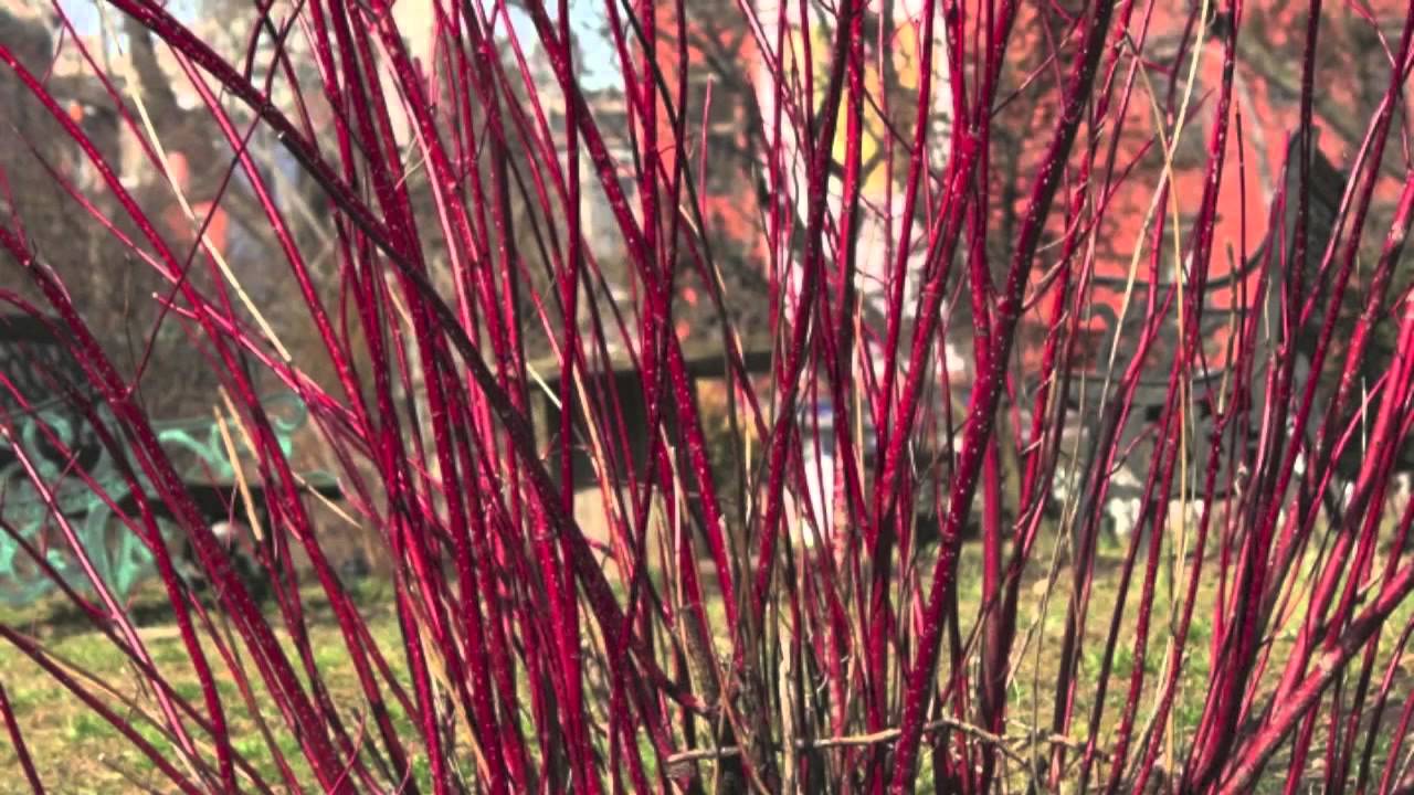 Red Twig Dogwood