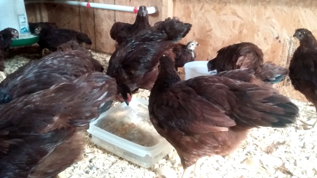 RIR Chicks 9 to 11 weeks