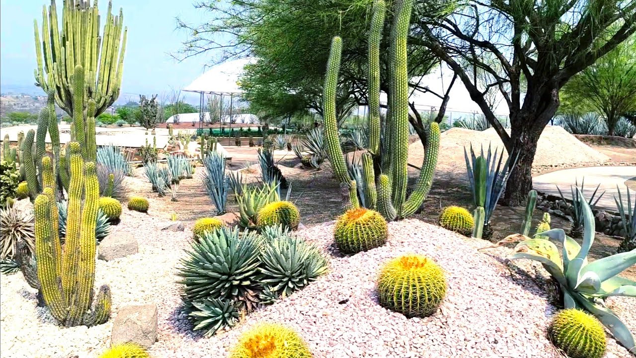 Um Cactário no México 🇲🇽 de tirar o fôlego/ Jardines Del México 🇲🇽@SileneCactos