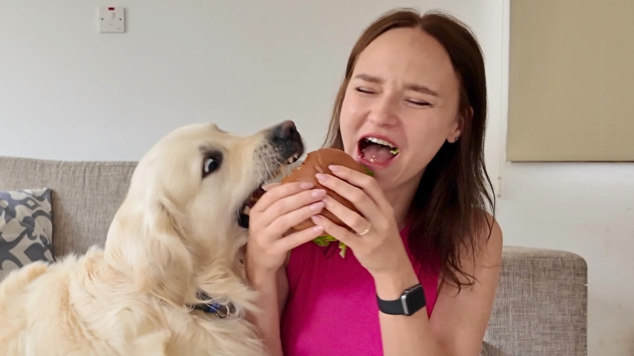 Funniest Golden Retriever Videos - Try Not to Laugh