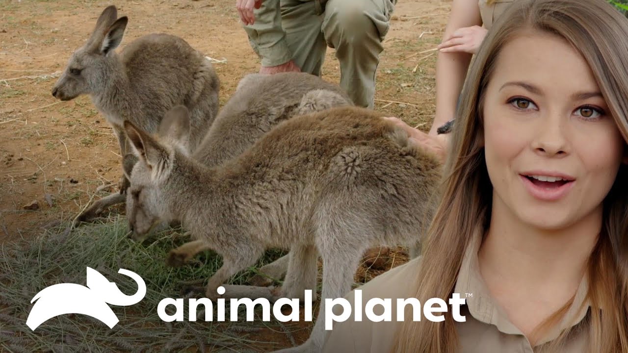 Filhotes órfãos de canguru são curados | A Família Irwin: Robert ao resgate | Animal Planet Brasil
