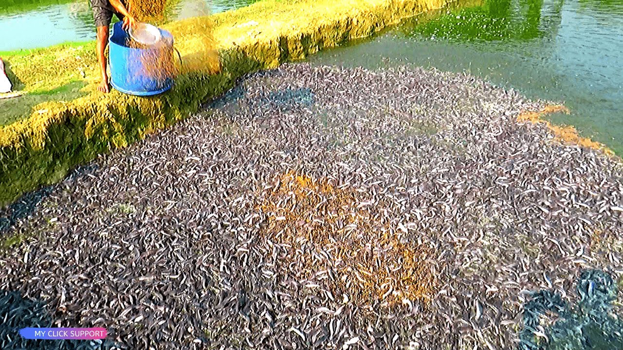 Awesome! Million Catfish eating Pellet Feed in Pond | Usaha Budidaya Lele