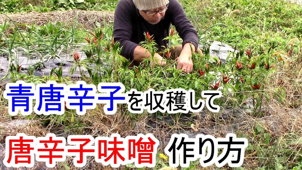 青唐辛子を収穫して 唐辛子味噌 作り方　2024.11.19