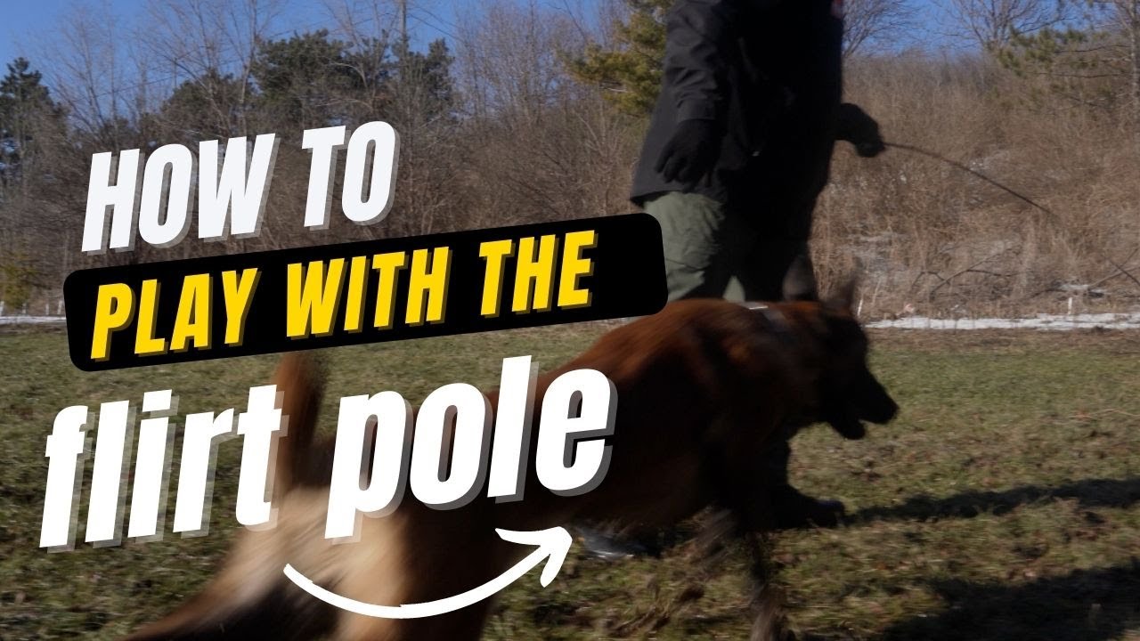 How to: Use the Flirt pole with your dog