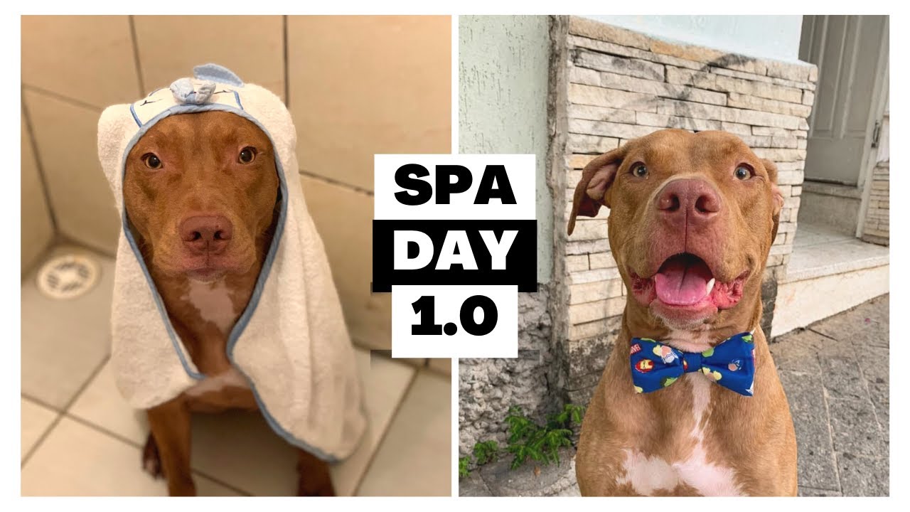 Spa Day | dando banho no Sebastian em casa + hidratação de patinhas