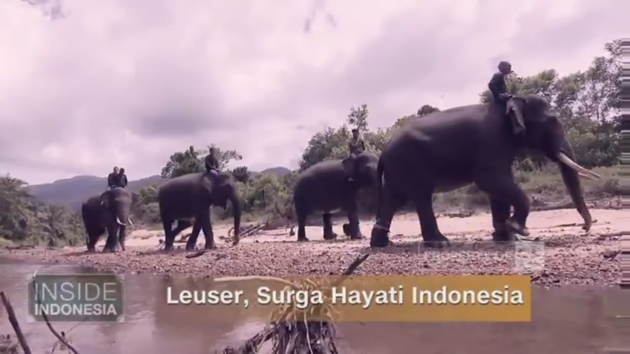 Leuser, Surga Hayati Indonesia