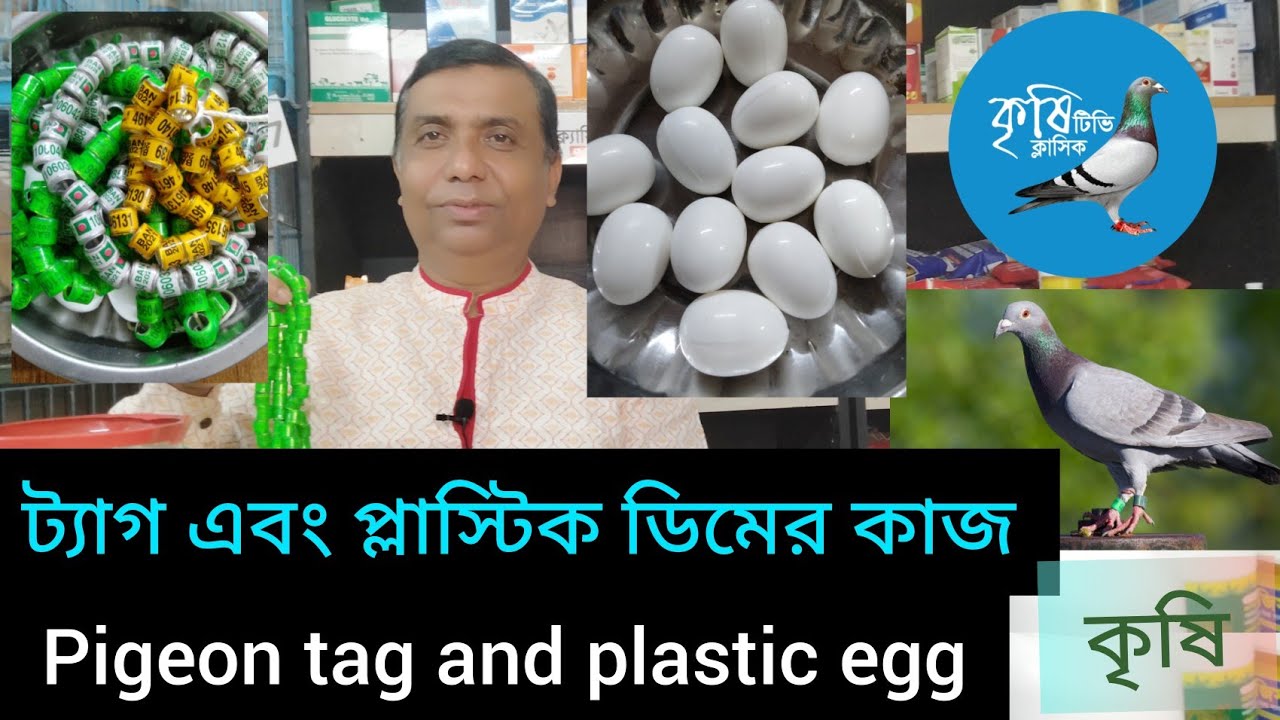 কবুতরের পায়ের ট্যাগ।পায়ের রিং।প্লাস্টিক ডিম।Pigeon Tips.
