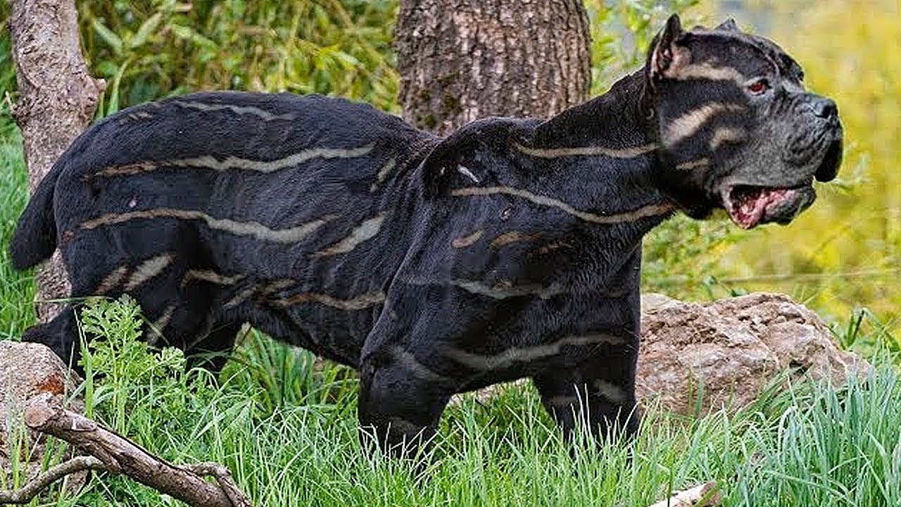 I Cani Più RARI Che Solo I Ricchi Possono Permettersi