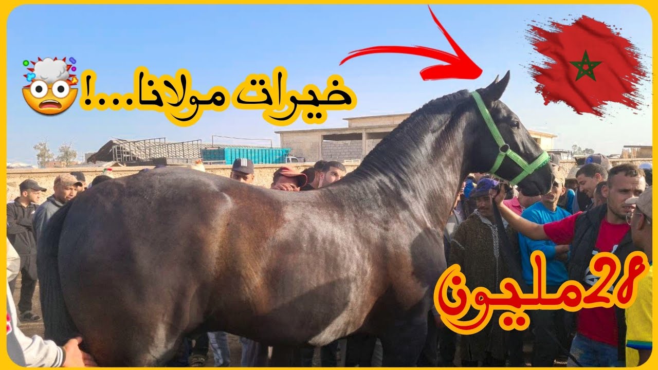 🚨سوق أربعاء الكفاف يخلق الحدث😱دخل جدع ملكي اليوم  تعطات فيه 28 مليون قطعو مولاه ب50 مليون تبارك الله