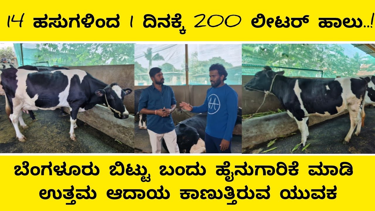 ಕೇವಲ 14 ಹಸುಗಳಿಂದ 1 ದಿನಕ್ಕೆ 200 ಲೀಟರ್ ಹಾಲು..!/cow farming business ideas kannada/Dairy farm
