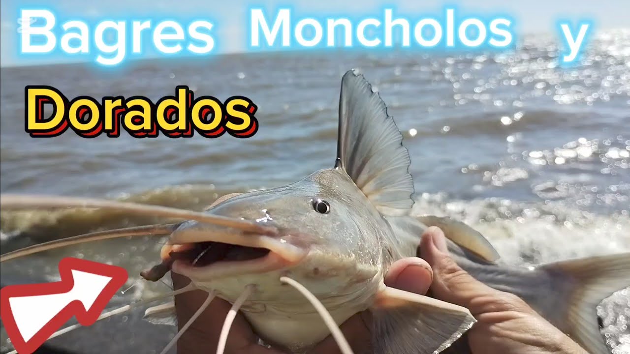 PESCA DE BAGRES MONCHOLOS Y DORADOS,EN LUGAR GRÁTIS