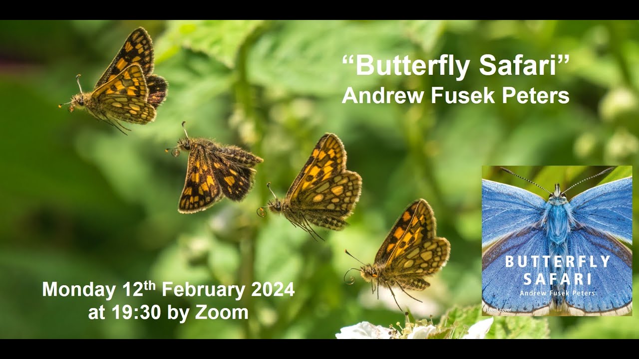Butterfly Safari  with Andrew Fusek-Peters
