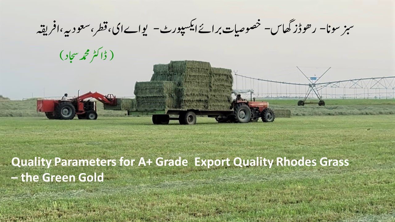 Quality Parameters of A+ Grade Rhodes Grass Bales || Moisture Percentage  || Dr. Mohammad Sajjad