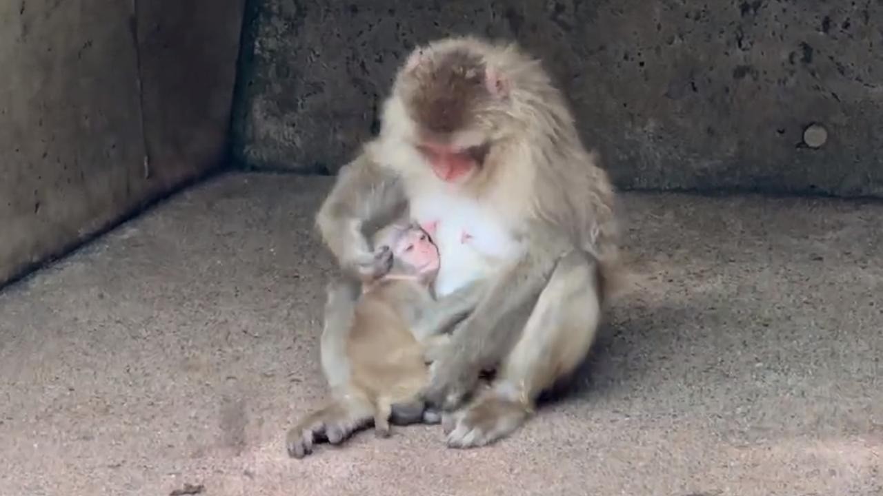 番外編 ママに甘える子ザルさん【番外編】【茶臼山動物園】ニホンザル