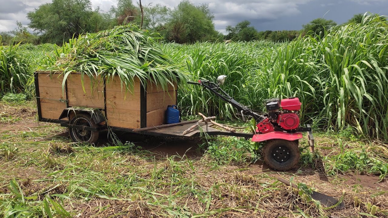 TESTE DE DESEMPENHO DOS TRATORITOS BRANCO 6.5 CV E VULCAN 7 CV COM CARRETINHA ADAPTADA🚜