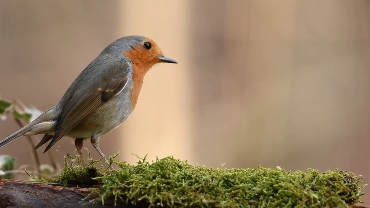 Robin Bird in forest | Free stock footage | Free HD Videos - no copyright