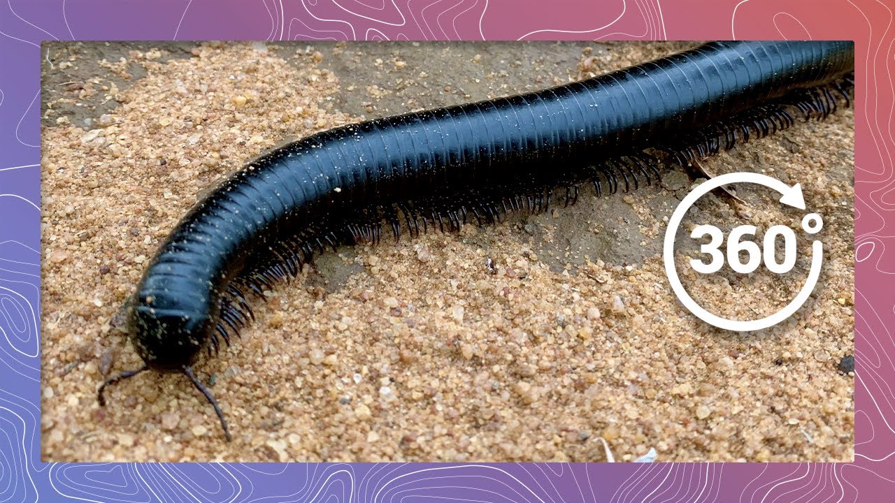 Close Encounter with the World's Largest Species of Millipede | Wildlife in 360 VR