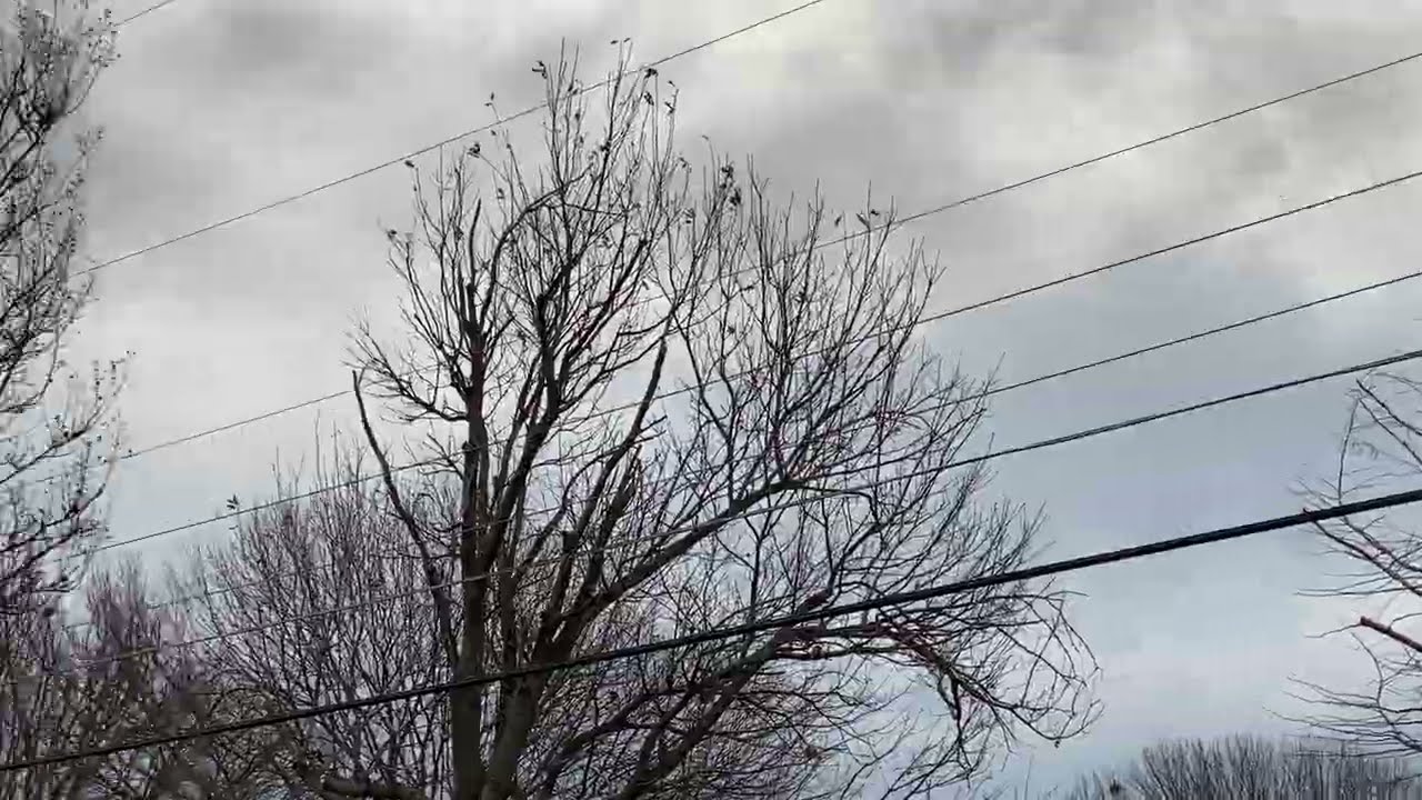 Walking my around in my backyard, testing out my new iPhone 11 Pro