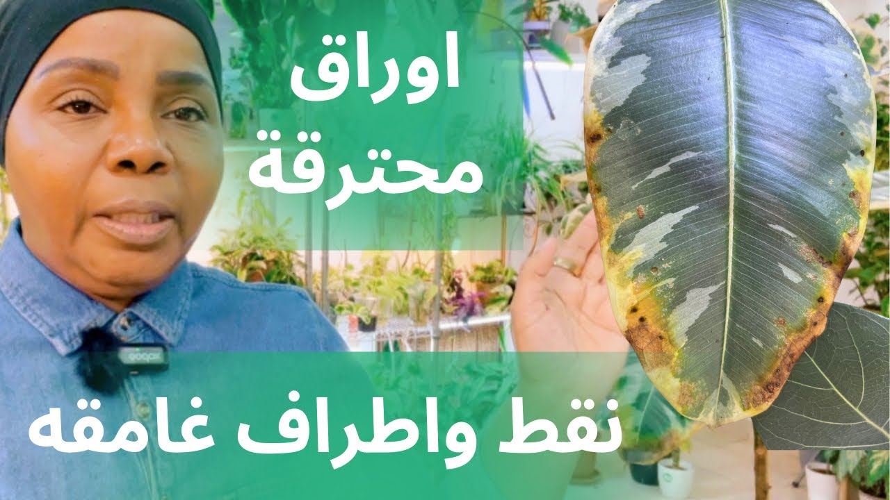 الاسباب والحل في ظهور النقط الغامجه واحتراق اوراق النباتات المنزلية ؟!