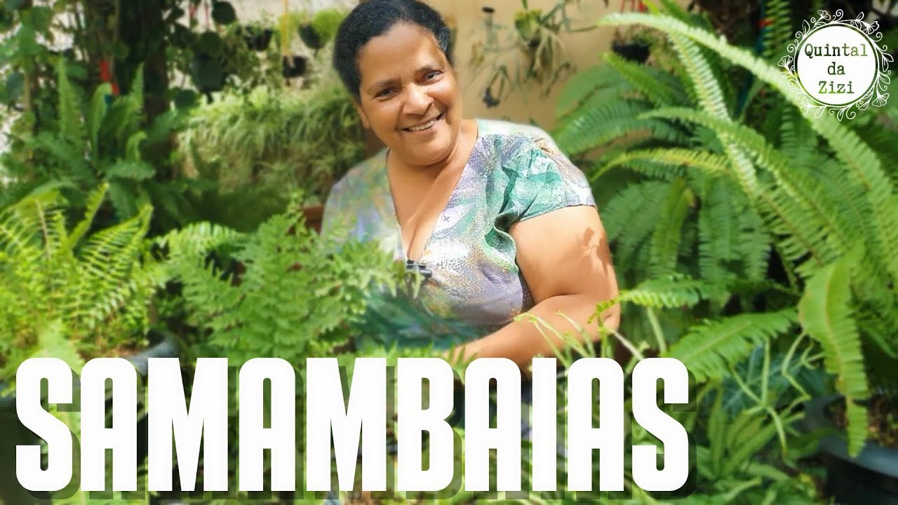 MINHA COLEÇÃO DE SAMAMBAIAS |  Salvando uma samambaia | Dicas de cultivo | Dicas pra não amarelar