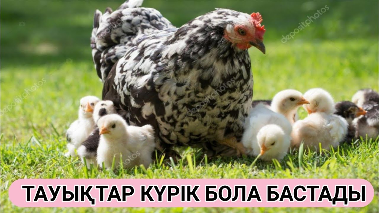 Күрік тауықтың астына жұмыртқа дайындау👍
