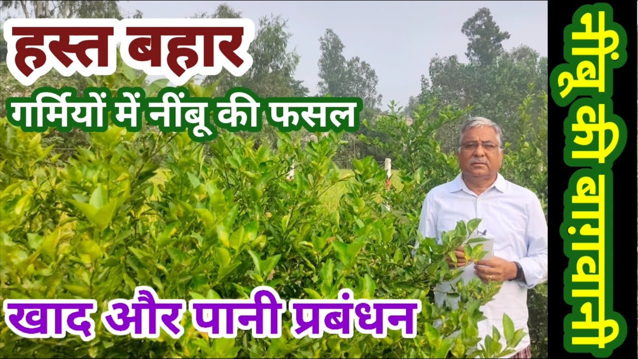 176. हस्त बहार - गर्मियों में नींबू की फसल के लिए खाद और पानी प्रबंधन इस प्रकार करें - संशोधित