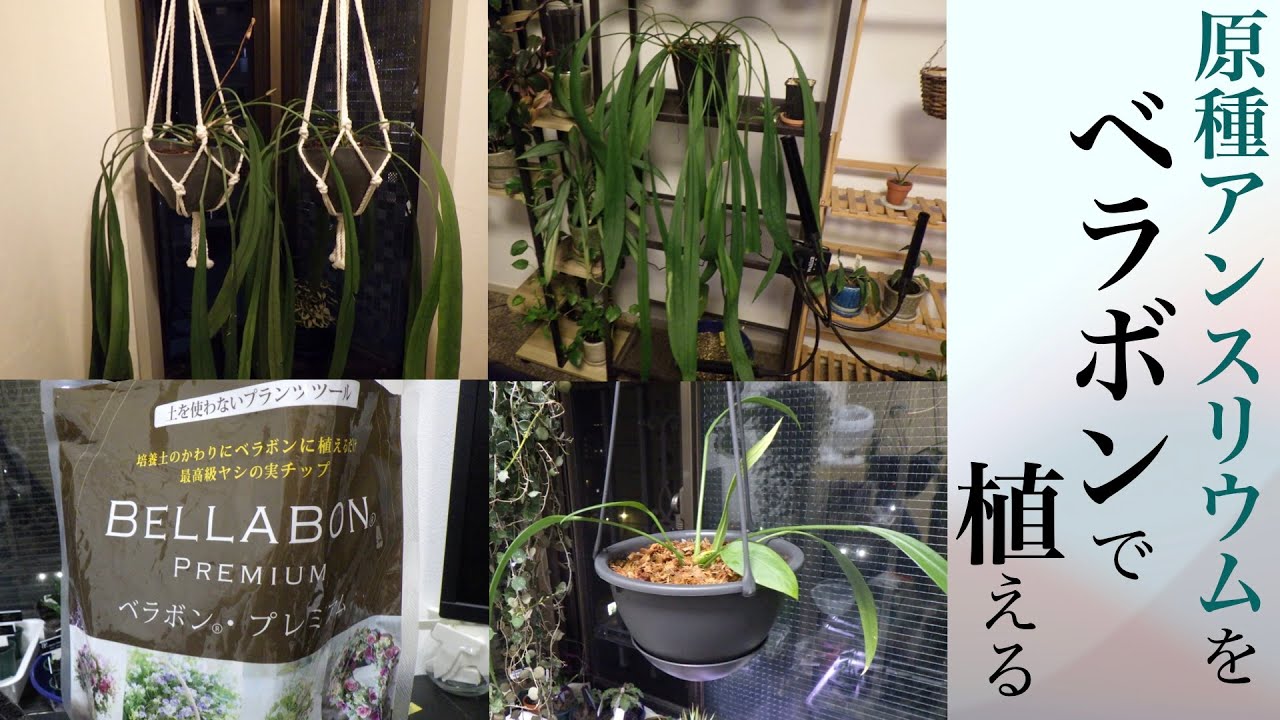 原種アンスリウムをベラボンで植える