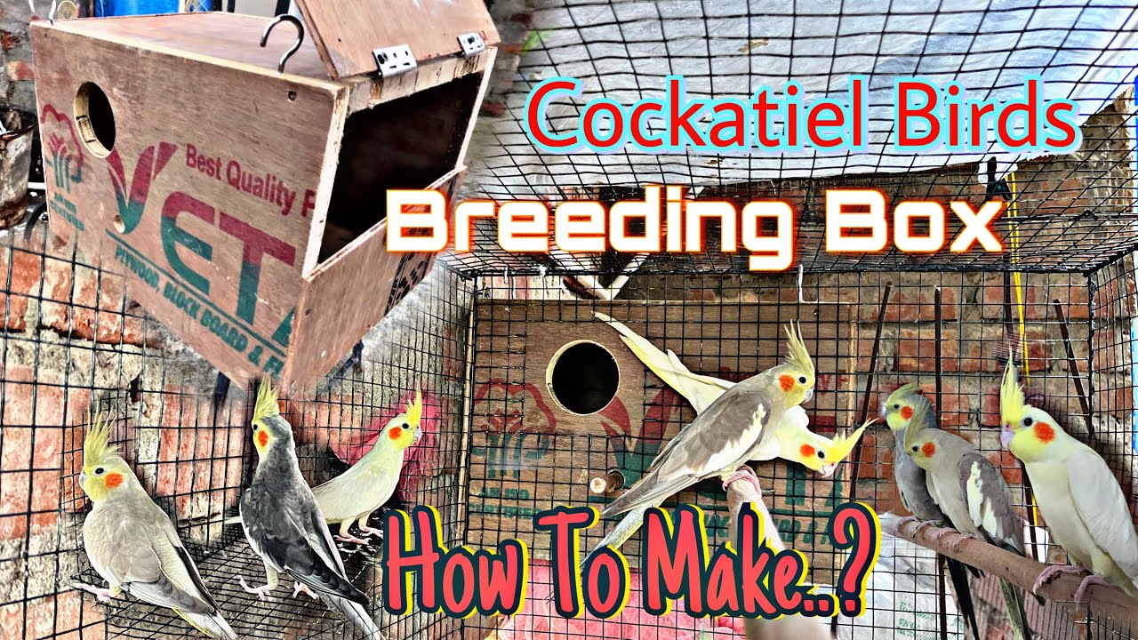 How to make cockatiel bird breeding box|cockatiel bird breeding box setup|cockatielbird breeding tip