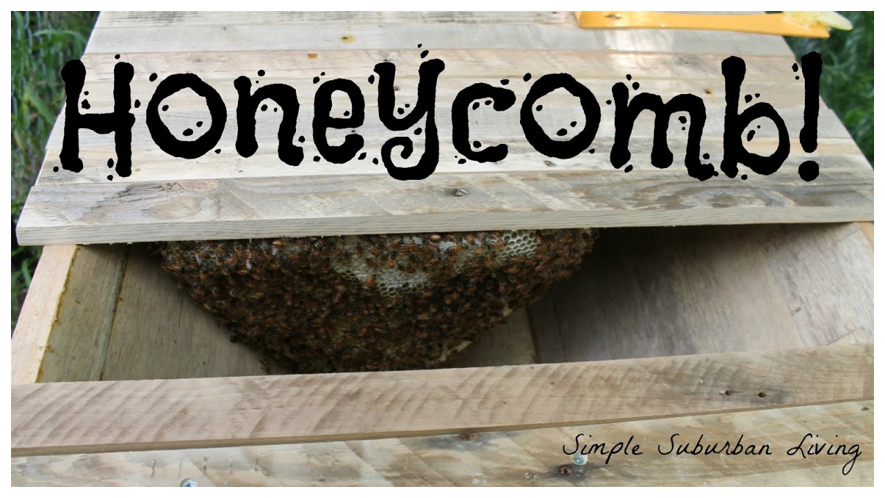 How Much Comb in Three Weeks? - Top Bar Hive 1st Check-up