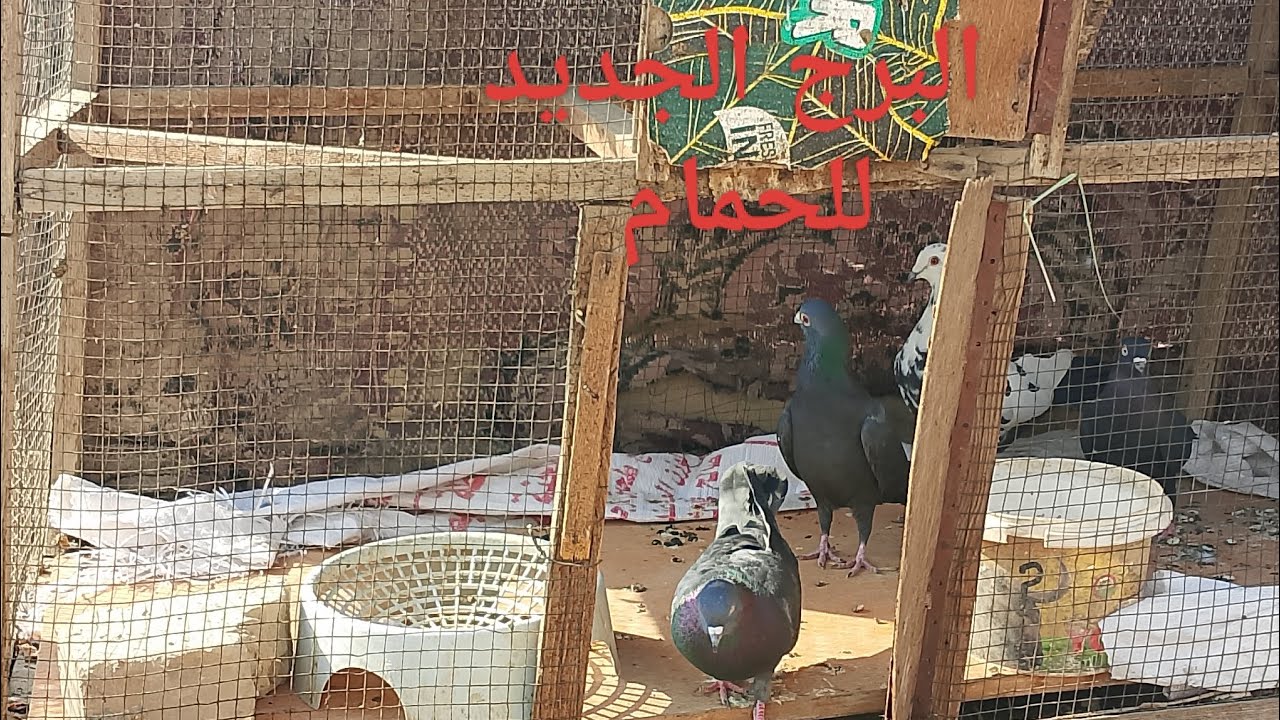 البرج الجديد للحمام ♥