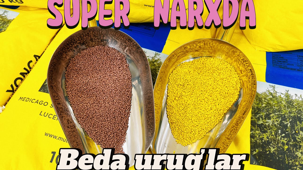 Sfatli beda urug’lar 12 ta viloyatga chiqavoramiz Optim narxlarda Tel +99833 301 90 90