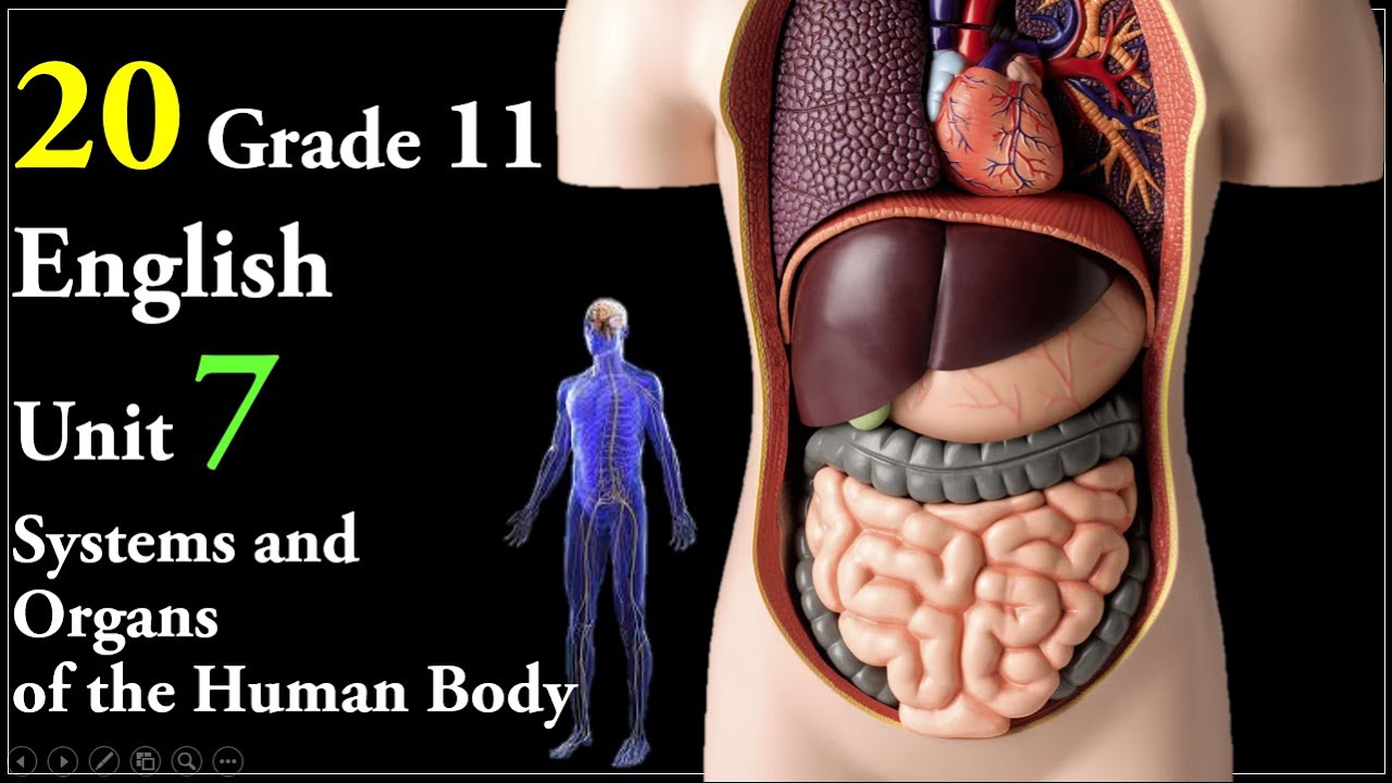 20 Grade 11 English Unit 7 Systems and Organs of the Human Body: The Liver