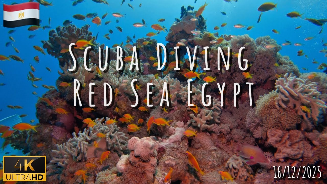 WATCH THIS before diving the Red Sea Egypt | 4K