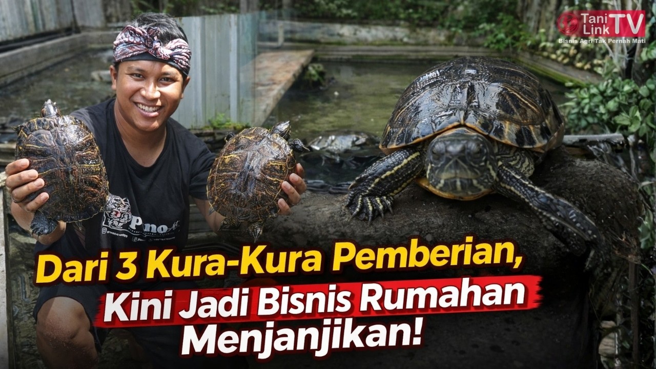 Peluang Cuan Ternak Kura-Kura Brazil Skala Rumahan. Bisnis Sampingan Tanpa Ribet Pakan.