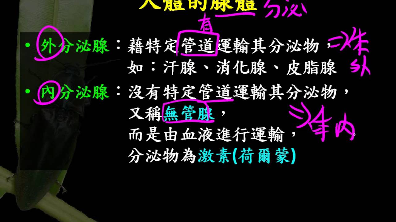 基礎生物3 5 10腺體 外分泌腺與內分泌腺一和