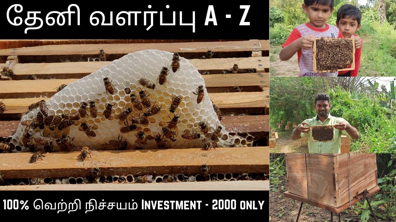 Apiculture Bees தேனீ வளர்ப்பு Honey bees Farming Manufacturing  & Tips | MrJkvlogs