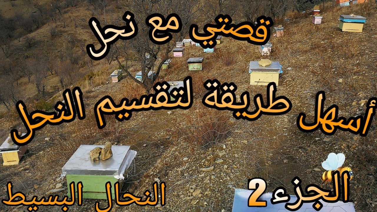 تقسيم النحل بطريقة مبتكرة و مضمونة الجزء2