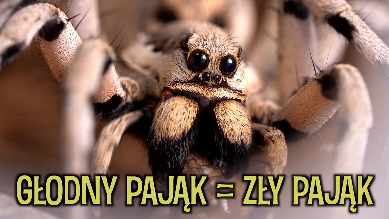 FEEDING PTASZNIKÓW - Hodowla domaga się jedzenia 😨