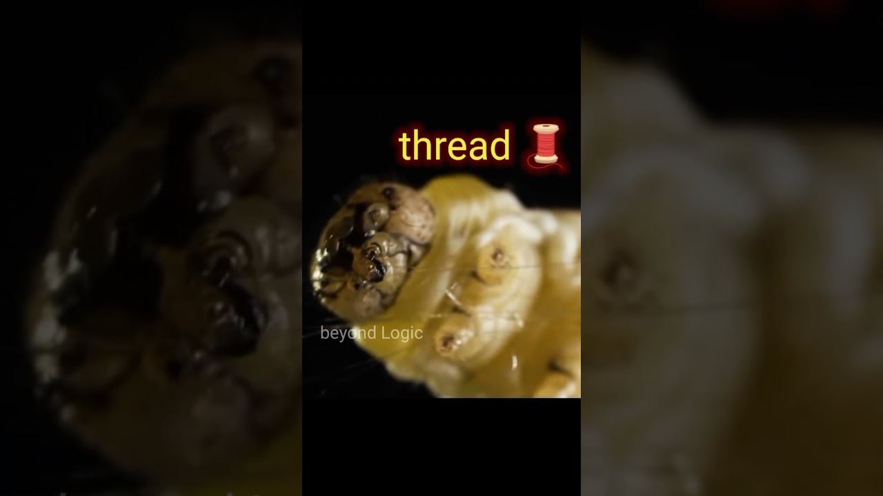 how Silk Threads Are Made 