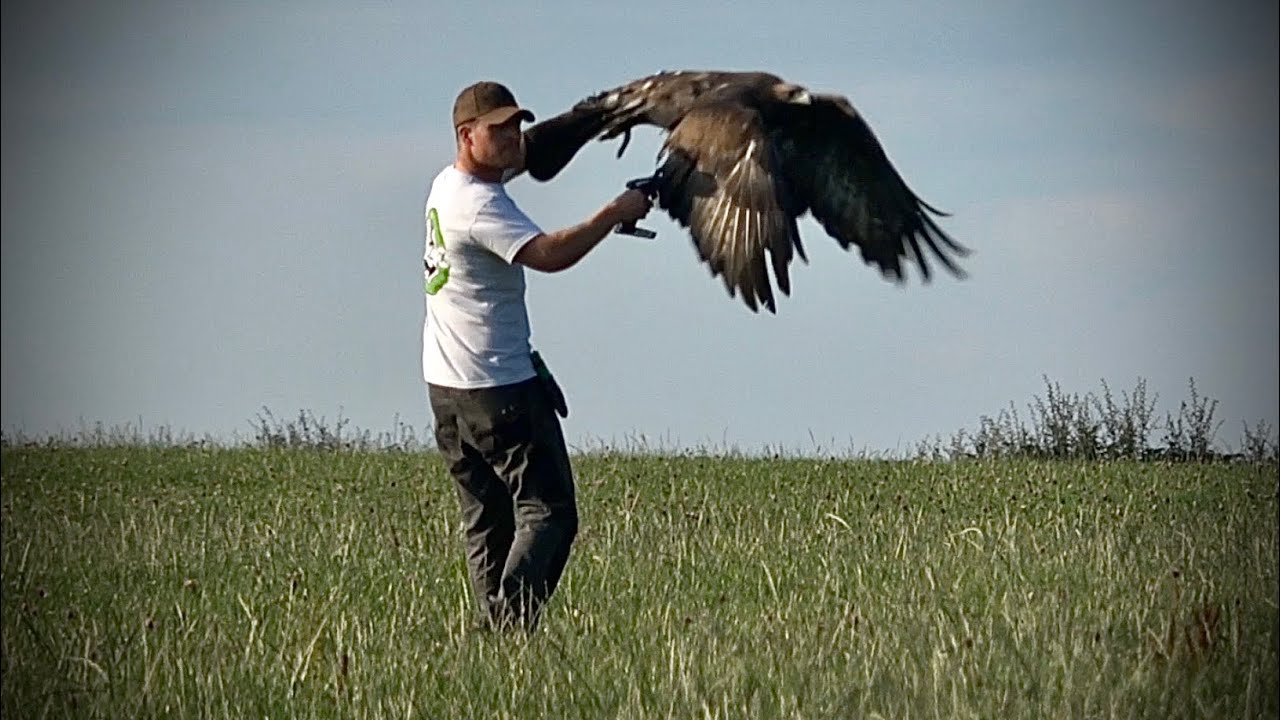 Training a female Golden Eagle.