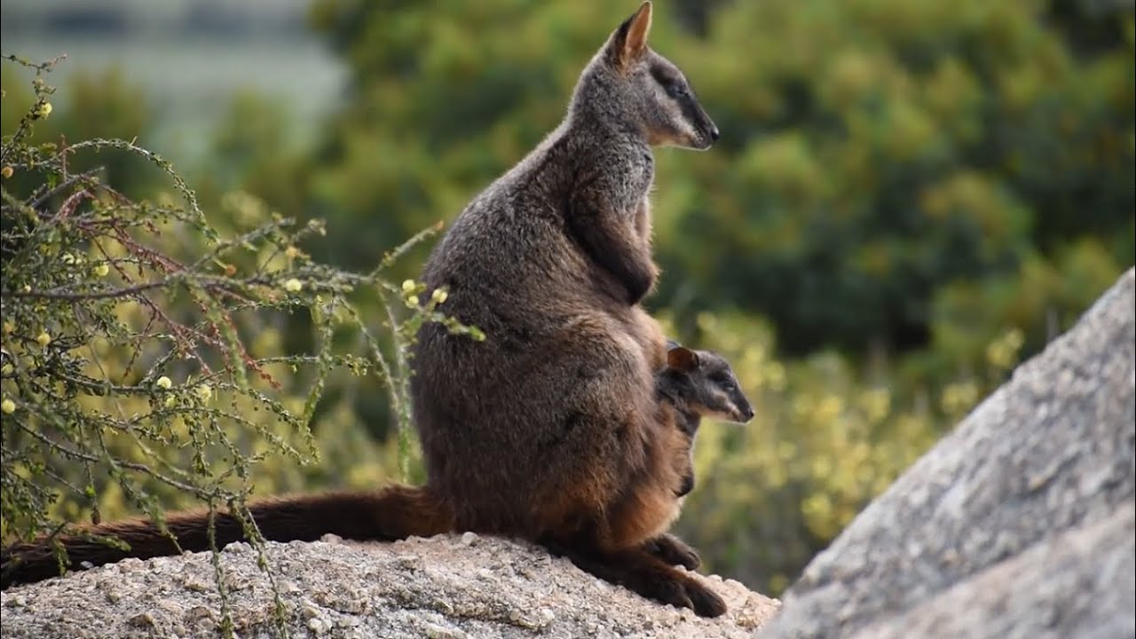 Releasing southern brush-tailed rock-wallabies into the wild