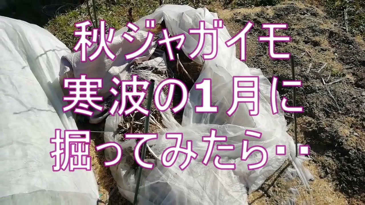 秋ジャガイモ　1月に掘ったら