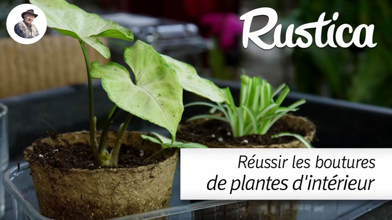 Réussir le bouturage des plantes vertes