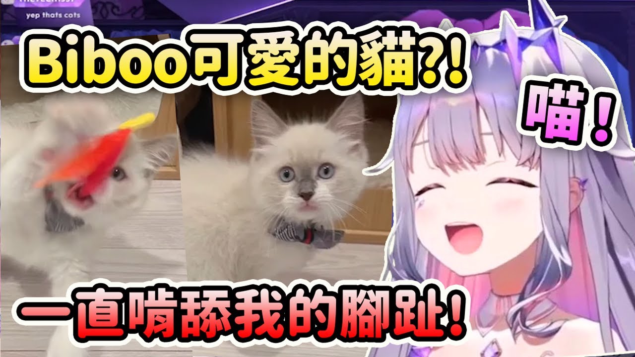 Biboo的貓John Cat來了! 超可愛又傲嬌一直啃舔Biboo的腳趾？【Koseki Bijou】【Hololive 中文】