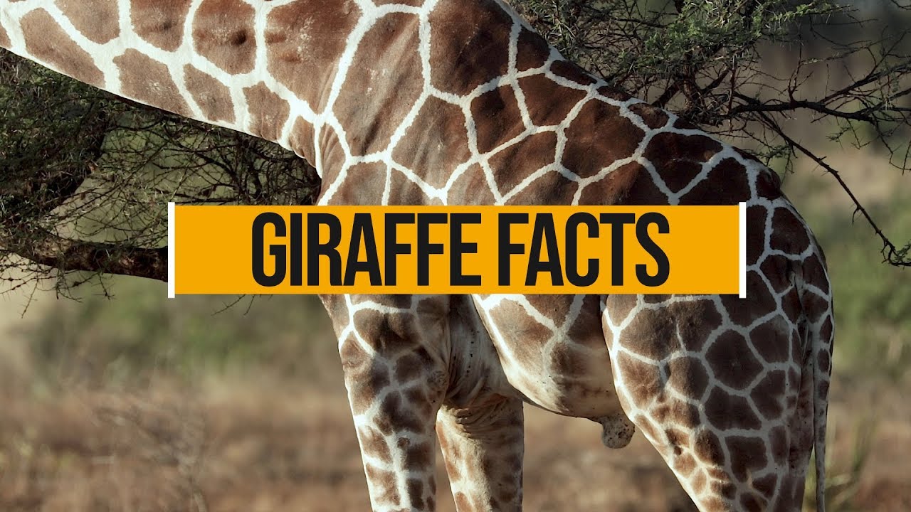 SIX incredible giraffe facts